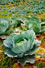 Image showing cabbage vegetable in field background 