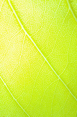 Image showing green leaf background 