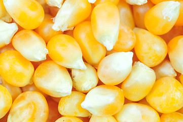 Image showing Corn seeds background 