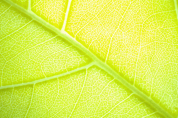 Image showing green leaf background 