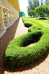 Image showing Shrub in the garden