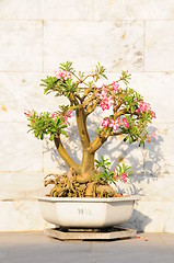 Image showing fancy shaped decorative tree 