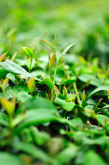 Image showing Ulong tea farm