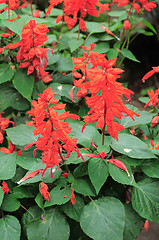 Image showing salvia fuego red flowers