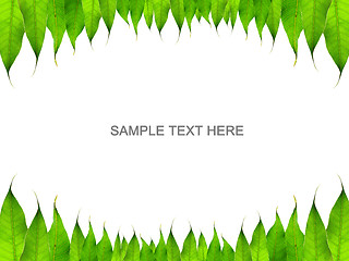 Image showing green leaves frame isolated on white 