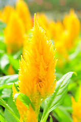 Image showing Background from petals of a yellow flower 