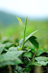 Image showing Ulong tea farm