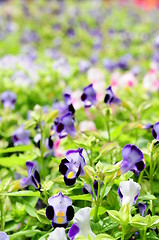 Image showing garden viola plant with purple flowers