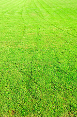 Image showing new spring green grass for design 