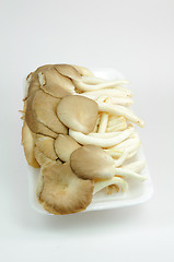 Image showing Oyster mushrooms on a white background 