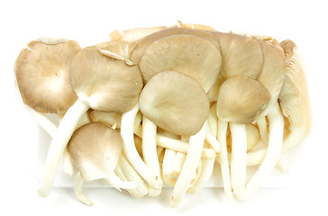 Image showing Oyster mushrooms on a white background 