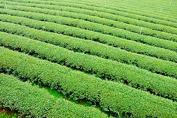 Image showing Ulong tea farm