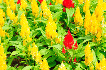 Image showing Background from petals of a yellow flower 