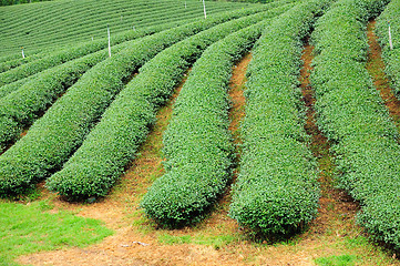 Image showing Ulong tea farm