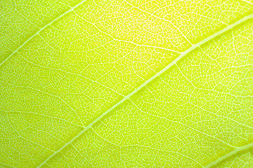 Image showing green leaf background 