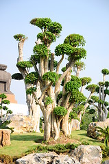 Image showing fancy shaped decorative tree 
