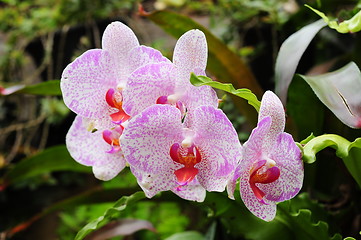 Image showing Beautiful Orchid,Thailand 