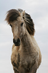 Image showing dirty_horse