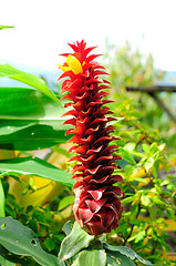 Image showing Wonder of nature - bromelia flower 