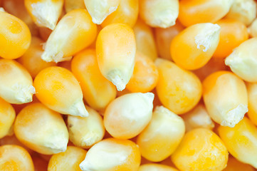 Image showing Corn seeds background 