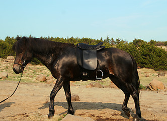 Image showing riderless_horse