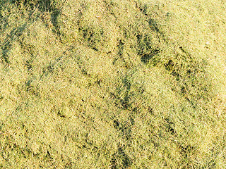 Image showing Dying Grass 