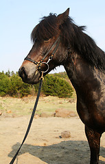 Image showing black_horse