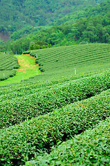 Image showing Ulong tea farm