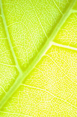 Image showing green leaf background 