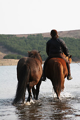 Image showing two_horse