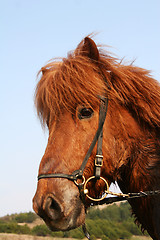 Image showing red_horse