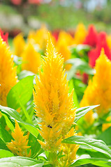 Image showing Background from petals of a yellow flower 