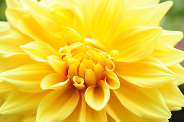 Image showing petals of a flower