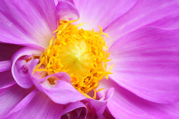 Image showing Close up of a beautiful lotus flower in full bloom. 