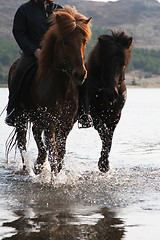 Image showing 2horse