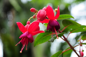 Image showing A fuchsia blossoming outdoors.