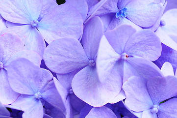 Image showing Close up shot of pink sweet pea flower 