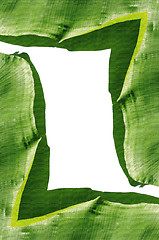 Image showing isolated banana leaf frame on white 