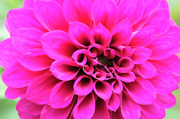 Image showing petals of a flower