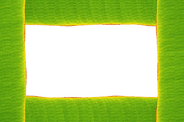 Image showing isolated banana leaf frame on white 