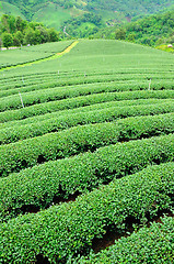 Image showing Ulong tea farm