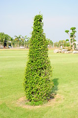 Image showing Shrub in the garden