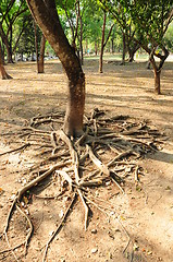 Image showing root of tree 