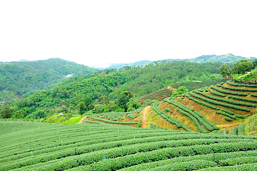 Image showing Ulong tea farm