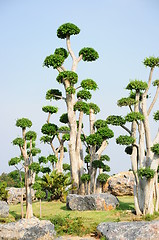 Image showing fancy shaped decorative tree 