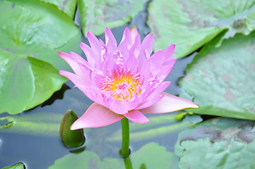 Image showing lotus flower blossom 