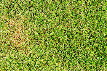 Image showing new spring green grass for design 