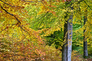 Image showing Forest