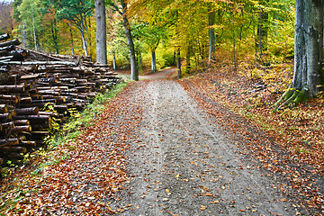 Image showing Forest