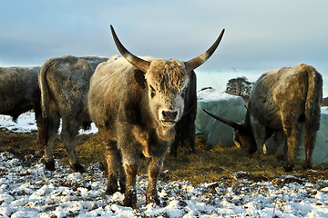 Image showing Cows